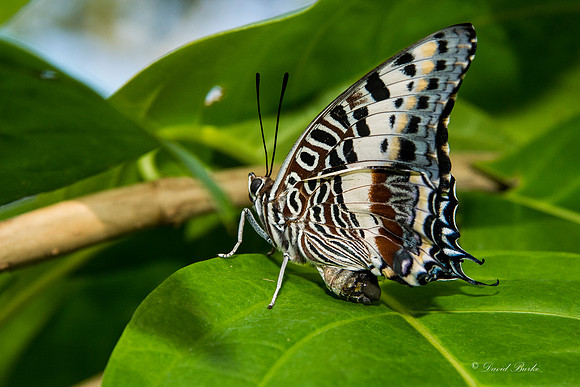Butterflies 3-24-14-85