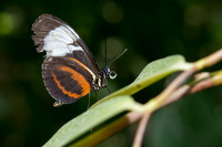 Butterflies March 2016-3