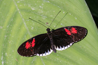 Butterflies March 2016-8
