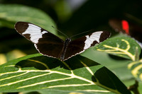 Butterflies March 2016-28