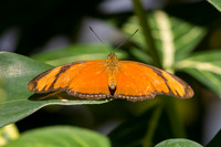 Butterflies March 2016-18