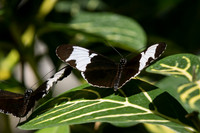 Butterflies March 2016-26