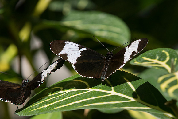 Butterflies March 2016-26