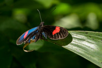 Butterflies March 2016-39