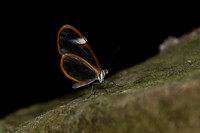 Butterflies March 2016-45