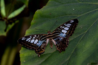 Butterflies March 2016-57