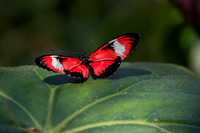Butterflies March 2016-68