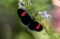Butterflies March 2016-66