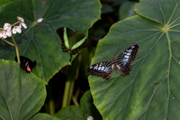 Butterflies March 2016-59