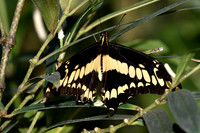 Butterflies March 2016-90