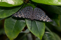 Butterflies March 2016-72