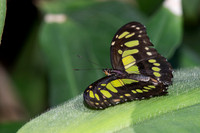 Butterflies March 2016-91