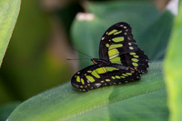 Butterflies March 2016-92