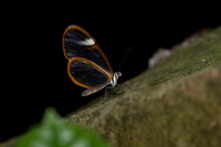 Butterflies March 2016-52