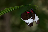 Butterflies March 2016-47