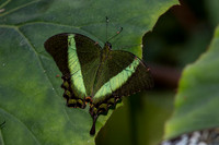 Butterflies March 2016-58
