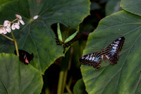 Butterflies March 2016-60