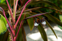 Butterfly House April 2015-4