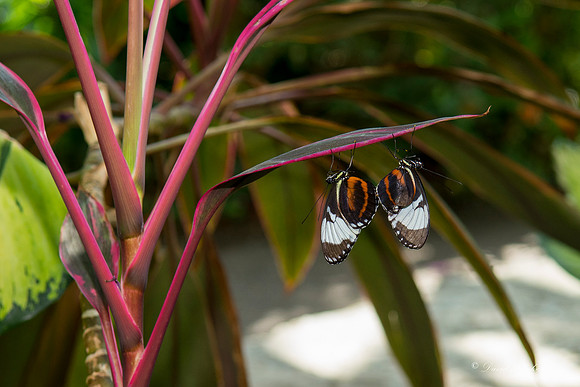 Butterfly House April 2015-4
