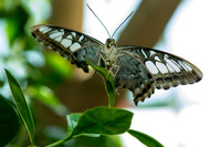 Butterfly House April 2015-5