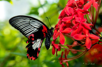 Butterfly House April 2015-8