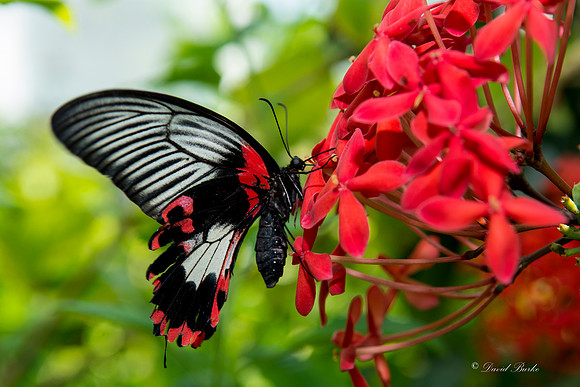 Butterfly House April 2015-8