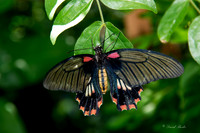 Butterfly House April 2015-1