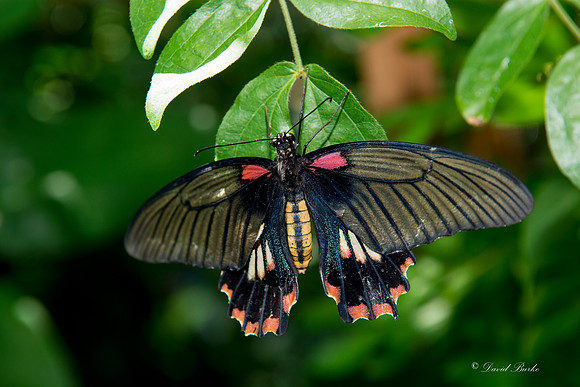 Butterfly House April 2015-1