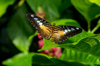 Butterfly House April 2015-12