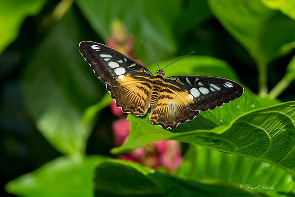 Butterfly House April 2015-12
