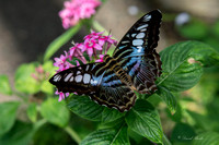 Butterfly House April 2015-14