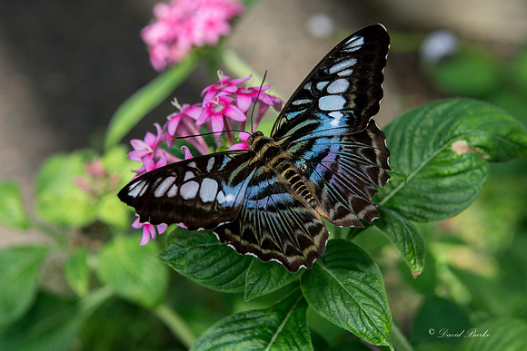 Butterfly House April 2015-14