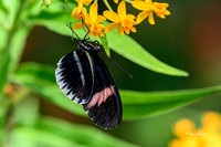 St Louis butterflies 5-21-19-4