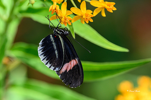 St Louis butterflies 5-21-19-4