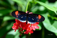 St Louis butterflies 5-21-19-5