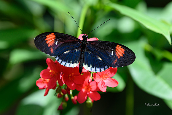 St Louis butterflies 5-21-19-5