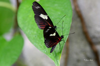 St Louis butterflies 5-21-19-10