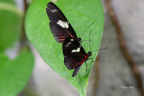 St Louis butterflies 5-21-19-10