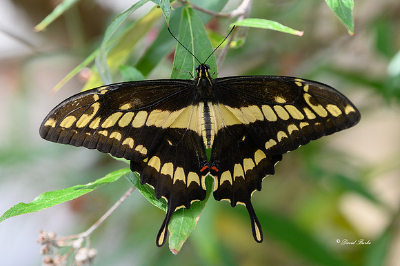 St Louis butterflies 5-21-19-9
