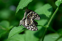 St Louis butterflies 5-21-19-2