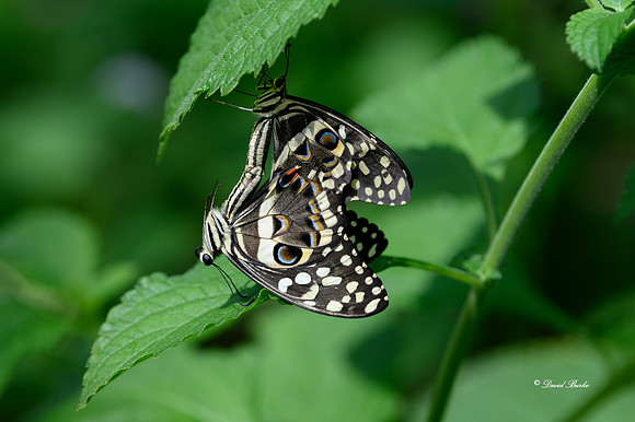 St Louis butterflies 5-21-19-2