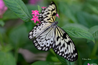 St Louis butterflies 5-21-19-11