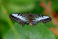 St Louis butterflies 5-21-19-13