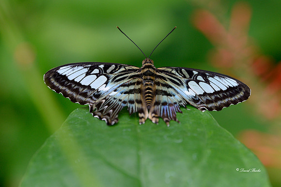 St Louis butterflies 5-21-19-13