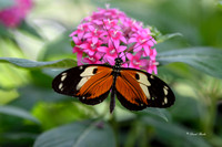 St Louis butterflies 5-21-19-19