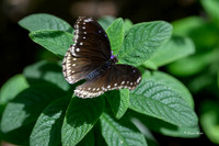 St Louis butterflies 5-21-19-14