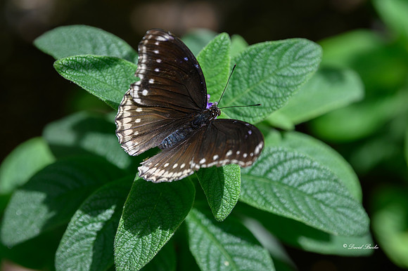St Louis butterflies 5-21-19-14