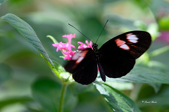 St Louis butterflies 5-21-19-17