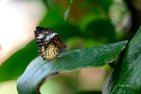 St Louis butterflies 5-21-19-16