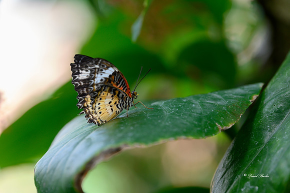 St Louis butterflies 5-21-19-16
